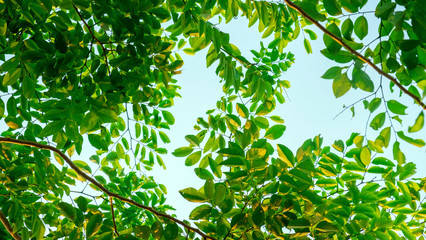 green leaves from bottom up to the sky