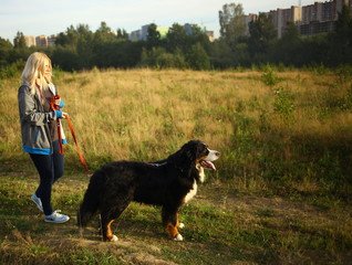 Naklejka na ściany i meble Young woman walking with Bernese Mountain Dog on the summer field