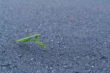 カマキリ