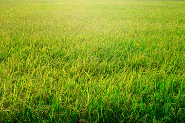 Green rice field background