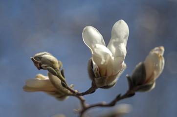 Magnolia kobus flower and buds against a blurred background