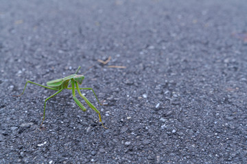 カマキリ