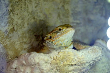 Hatchling Bearded Agama (Pogona barbata) basking lamp
