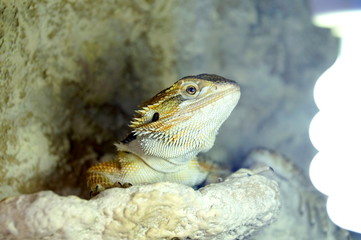 Hatchling Bearded Agama (Pogona barbata) basking lamp