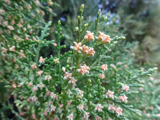 Close Up of Blooming thuja