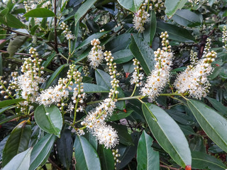 Close up of blooming Laurocerasus officinalis