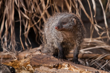 Looking out for prey. Ferocious mongoose (pharaoh mouse) in its natural habitat.