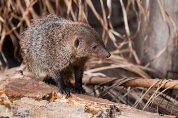Naklejka na ściany i meble Looking out for prey. Ferocious mongoose (pharaoh mouse) in its natural habitat.