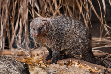 Ferocious mongoose (pharaoh mouse) in its natural habitat.