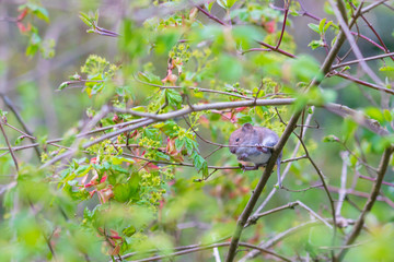 Busch Natur Maus