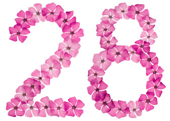 Numeral 28, twenty eight, from natural pink flowers of periwinkle, isolated on white background