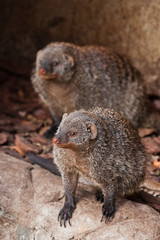 Two little animals with angry snouts. Ferocious mongoose (pharaoh mouse) in its natural habitat.