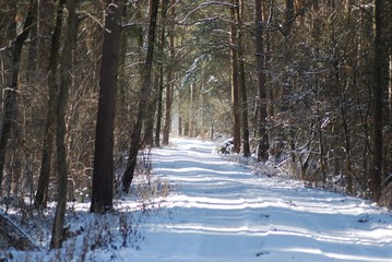 Waldweg im Winter