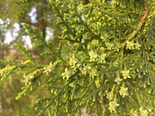 Close Up of Blooming thuja