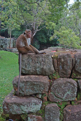 Affe im Sigiriya Nationalpark in Sri Lanka