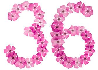 Numeral 36, thirty six, from natural pink flowers of periwinkle, isolated on white background