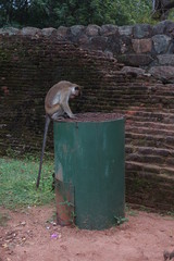 Affe wühlt in einer Mülltonne im Dschungel