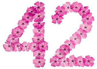 Numeral 42, forty two, from natural pink flowers of periwinkle, isolated on white background