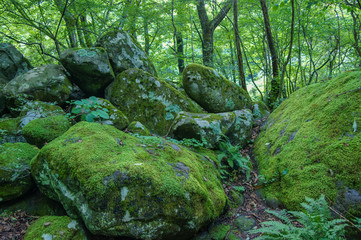 苔むした岩