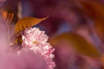Fototapeta na wymiar Pink cherry tree blossoms, beautiful love background