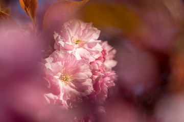 Pink cherry tree blossoms, beautiful love background
