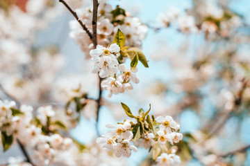 Cherry blossom background
