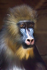 Awareness of the meaninglessness of being in the eyes. The pensive face of a madril monkey Rafiki  on a dark background.