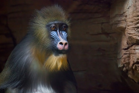 The pensive face of a madril monkey Rafiki  on a dark background.