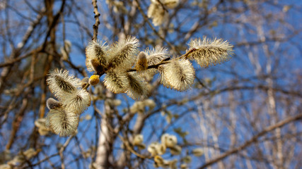 Natural background - willow branches with the first bright yellow fluffy buds against the background of the spring blue sky.