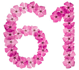 Numeral 61, sixty one, from natural pink flowers of periwinkle, isolated on white background