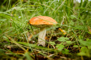 aspen mushroom in thin green grass