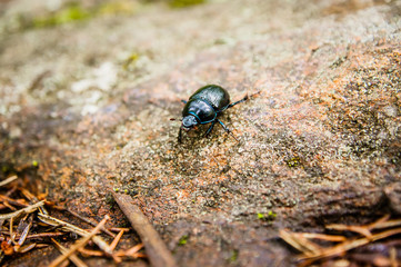a beetle on the forest ground close up