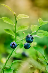 ripe blueberries on a green bush