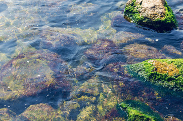Coast with stones, not convenient entry into the sea