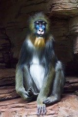 Mandrill monkey Rafiki  on a dark background and rocks (stones).