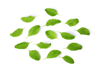 Holy Basil,Ocimum sanctum leaf isolated on white background. top view