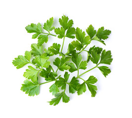 Parsley leaf isolated on a white background. top view