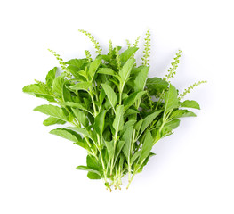 Holy Basil,Ocimum sanctum isolate on white background. top view