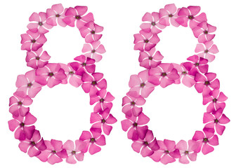 Numeral 88, eighty eight, from natural pink flowers of periwinkle, isolated on white background