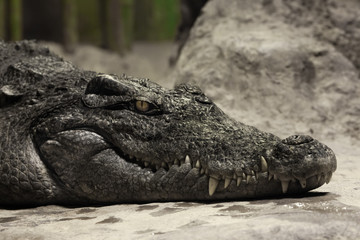 Muzzle of a crocodile lyinglose-up. The look of a reptile.