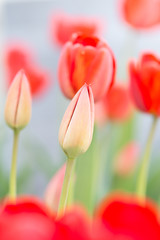 glade of red tulips