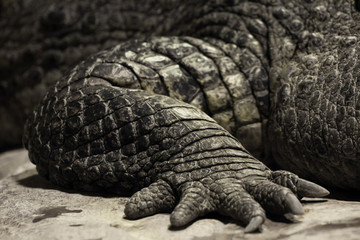 Paw of a crocodile lying onground (dragon, dinosaur) close-up.