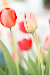 Fototapeta premium red tulips in the garden
