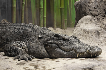 Muzzle of a crocodile lyinglose-up. The look of a reptile.