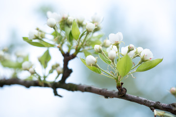 Apple flowers bloom in spring