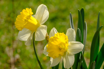 Fototapeta premium Frühlingsblumen: Narzisse (Narcissus)