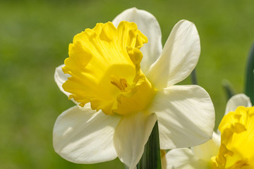 Obraz premium Gelbe Narzisse (Narcissus) im Gegenlicht