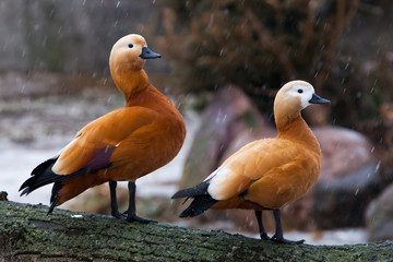 Ducks husband and wife in the spring in the forest. A pair of male and female beautiful bright duck ogary sits on a tree in early spring. - obrazy, fototapety, plakaty
