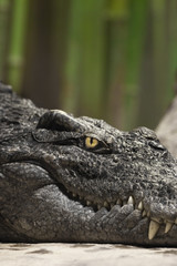 Obraz premium The cold calculating yellow eye of a reptile (crocodile, dragon, dinosaur). Muzzle of a crocodile lyinglose-up. The look of a reptile.