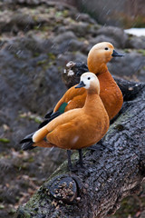 A pair of male and female beautiful bright duck ogary  sits on a tree in early spring. - obrazy, fototapety, plakaty